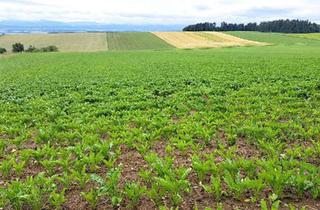 Gewerbeimmobilie kaufen in 3386 Hafnerbach, SIE SUCHEN ACKERFLÄCHEN?