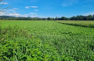 Grundstück zu kaufen in 4341 Arbing, Grundstück im Grünland: Nachhaltige Möglichkeiten für ertragreichen Anbau