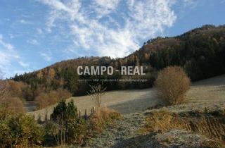 Agrarfläche kaufen in 3211 Loich, LAND- UND FORSTWIRTSCHAFT: ca. 8 ha Wald und 4,5 ha Wiese - Nachwachsende Zinsen - BAUMSPAREN - die neu internationale Anlageform - Pielachtal - arrondiert
