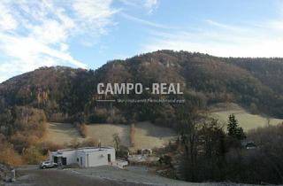 Agrarfläche kaufen in 3211 Loich, LAND- UND FORSTWIRTSCHAFT: ca. 8 ha Wald und 4,5 ha Wiese - Nachwachsende Zinsen - BAUMSPAREN - die neu internationale Anlageform - Pielachtal - arrondiert