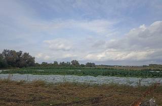 Agrarfläche kaufen in 2291 Lassee, Ackerland in Lassee