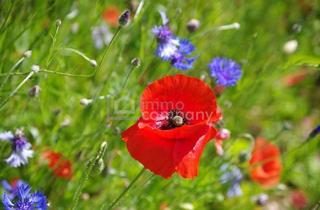 Grundstück zu kaufen in 2273 Hohenau an der March, Baugrund in ruhiger Siedlungslage - Bauen Sie IHR Traumhaus!