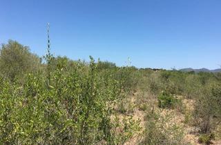 Grundstück zu kaufen in Sant Llorenc Des Cardassar, 7540 Güssing, Großes Finca-Grundstück in Son Carriò, an der Ostküste von Mallorca
