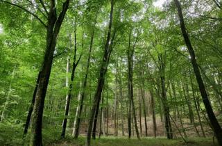 Gewerbeimmobilie kaufen in 7540 Güssing, 4,2ha Mischwald zu verkaufen!