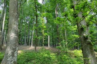 Gewerbeimmobilie kaufen in 8462 Gamlitz, Rarität: ca. 2 ha Wald in Gamlitz zu verkaufen