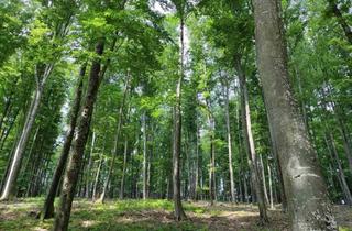Gewerbeimmobilie kaufen in 8462 Gamlitz, Rarität: ca. 2 ha Wald in Gamlitz zu verkaufen
