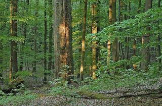 Gewerbeimmobilie kaufen in 9620 Hermagor, Waldparzellen in Görtschach und Vorderberg