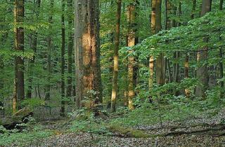 Gewerbeimmobilie kaufen in 9615 Görtschach, Waldparzellen in Görtschach und Vorderberg