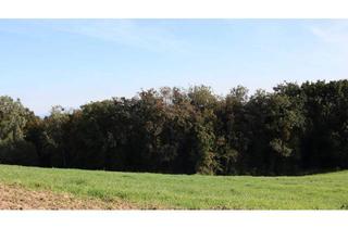 Gewerbeimmobilie kaufen in 4320 Perg, Wald und Wiesen östlich von Perg