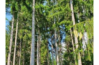 Gewerbeimmobilie kaufen in 8184 Rossegg, 7,3 Hektar gut wüchsiger Wald in steiler Lage mit guten Bonitäten!