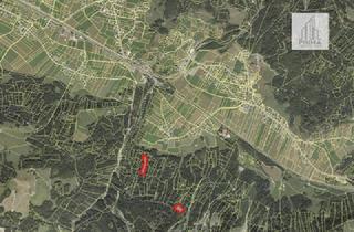 Grundstück zu kaufen in 6900 Bregenz, Gelegenheit - knapp 11.000m2 Wald zu kaufen