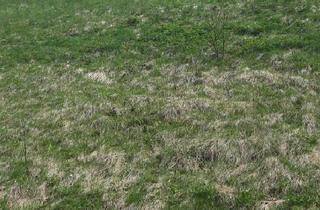 Grundstück zu kaufen in 3340 Waidhofen an der Ybbs, Grundstück in Waidhofen an der Ybbs ohne Bauverpflichtung