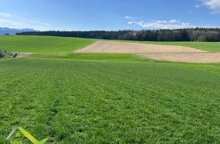 Grundstück zu kaufen in 4840 Pilsbach, Baugrundstücke im Grünen mit einzigartigem Panoramablick