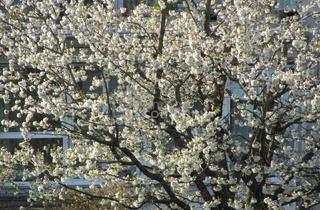 Wohnung kaufen in 4020 Linz, Schöne und große Wohnung. - Sonnig, tolle Aussicht !