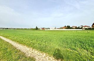 Grundstück zu kaufen in 2462 Wilfleinsdorf, Bauhoffnungsland in 2462 Wilfleinsdorf