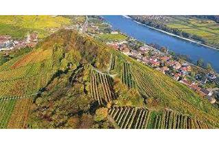 Grundstück zu kaufen in 3500 Krems an der Donau, Wachau: einzigartiger kl. Weingarten in Aussichtslage - mit Betreuung