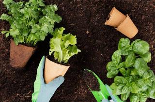 Grundstück zu kaufen in 5026 Salzburg, Gemüsegarten / Schrebergarten in Salzburg-Aigen!