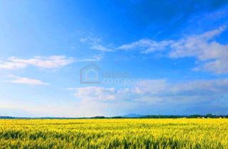 Gewerbeimmobilie kaufen in 2424 Zurndorf, Landwirtschaftliche Nutzfläche in Ideallage