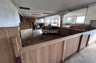 Lager mieten in Burghausen, 5120 Haigermoos, Das Glück der Erde liegt am Rücken der Pferde I Selbstversorger-Stall nahe Oberndorf - ca. 8.000qm I +5 Boxen I Koppel I 500 EUR Miete!