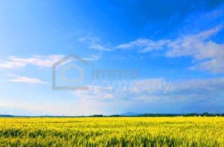 Grundstück zu kaufen in 2424 Zurndorf, Landwirtschaftliche Nutzfläche in Ideallage