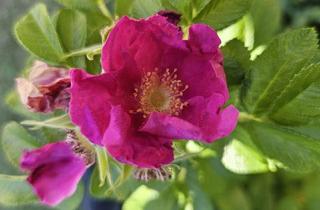 Mehrfamilienhaus kaufen in 9871 Seeboden am Millstätter See, WOHNEN - INVESTIEREN - GESTALTEN – MEHRFAMILIENHAUS MIT TRAUMGRUNDSTÜCK UND ENTWICKLUNGSPOTENZIAL IN SEEBODEN AM MILLSTÄTTER SEE