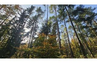 Grundstück zu kaufen in 7434 Bernstein, 6 ha Mischwald zu verkaufen