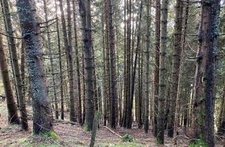 Agrarfläche kaufen in 9872 Millstatt am See, Schönes Waldgrundstück oberhalb des Millstätter Sees