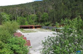 Gewerbeimmobilie kaufen in 2732 Willendorf, Großes Waldgrundstück mit asphaltierter Freifläche in Willendorf