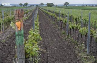 Gewerbeimmobilie kaufen in 7123 Mönchhof, Weingarten im Herzen des Burgenlands