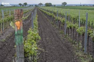 Gewerbeimmobilie kaufen in 7123 Mönchhof, Weingarten im Herzen des Burgenlands