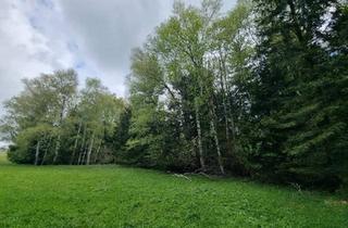 Gewerbeimmobilie kaufen in 5162 Obertrum am See, Grünland mit angrenzendem Waldstück in sonniger Lage – Obertrum am Haunsberg