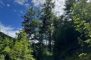 Grundstück zu kaufen in 8692 Veitschbach, +++ 6 ha Waldgrundstück - Veitschbach+++