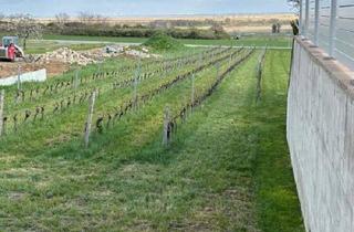 Grundstück zu kaufen in 7083 Purbach am Neusiedler See, Exklusives Baugrundstück in Purbach: Traumlage mit Blick auf den Neusiedler See