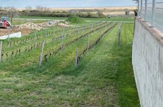 Grundstück zu kaufen in Seespitz, 7083 Purbach am Neusiedler See, Exklusives Baugrundstück in Purbach: Traumlage mit Blick auf den Neusiedler See