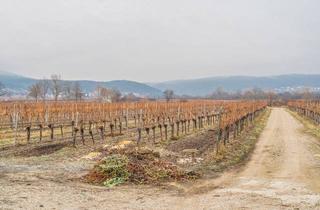 Grundstück zu kaufen in 2504 Sooß, SUPERPREIS IM WEINORT SOOSS ! GRUNDSTÜCK mit BESTANDSGEBÄUDEN