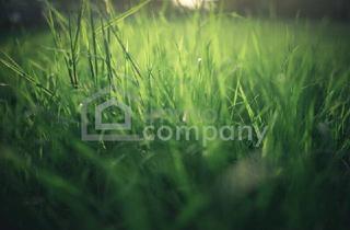 Grundstück zu kaufen in 2272 Niederabsdorf, TRAUMHAFTES Baugrundstück in Ringelsdorf!!! 2444m2