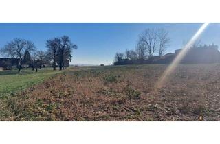 Grundstück zu kaufen in 7453 Steinberg, Nähe Oberpullendorf: Großes Baugrundstück ohne Bauzwang!