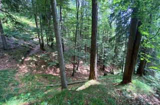 Gewerbeimmobilie kaufen in 6384 Waidring, Waidring bei Kitzbühel: 5,6 ha Mischwald zu Verkaufen