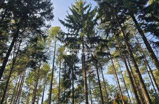 Immobilie kaufen in 7434 Bernstein, Schöner gepflegter Mischwald im Bezirk Oberwart