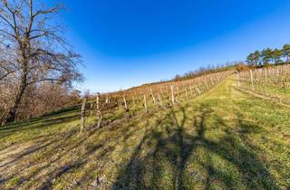 Agrarfläche kaufen in 3710 Ziersdorf, 8798 m² WEINGARTEN IN DEN HÜGELN VON FAHNDORF - PANORAMALAGE!