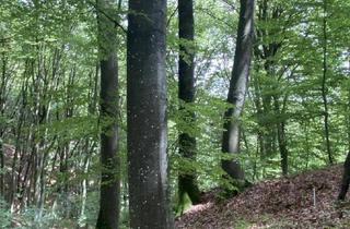 Gewerbeimmobilie kaufen in 8385 Neuhaus am Klausenbach, Wohnhaus mit Nebengebäuden und Grund!