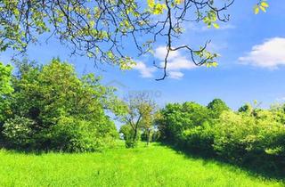 Grundstück zu kaufen in 7091 Breitenbrunn am Neusiedler See, Baugrund 1 in Höhenlage am Naturschutzgebiet