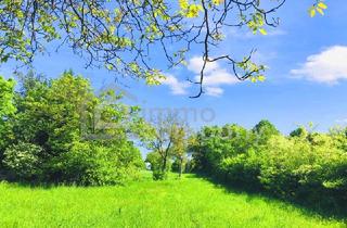 Grundstück zu kaufen in 7091 Breitenbrunn am Neusiedler See, Baugrund 1 in Höhenlage am Naturschutzgebiet
