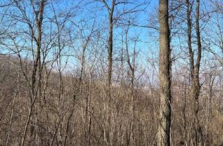 Grundstück zu kaufen in 8382 Maria Bild, gepflegter Wald in Wallendorf im Burgenland