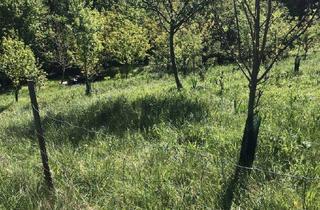 Gewerbeimmobilie kaufen in 3434 Tulbing, Wald und Wiese mit Zufahrt