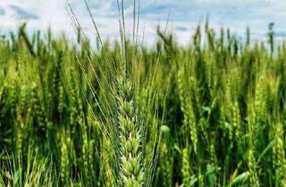 Gewerbeimmobilie kaufen in 4652 Almegg, Acker zu verkaufen! (ca. 3,86 ha in Steinerkirchen an der Traun)