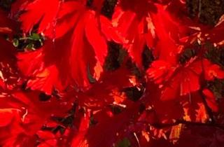 Haus kaufen in Steig, 6842 Koblach, "VERKAUFT" wunderschön gelegenes Häuschen / provisionsfrei