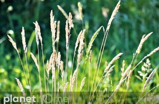 Grundstück zu kaufen in 4722 Peuerbach, Naturbelassenes Grünland mit Ausblick