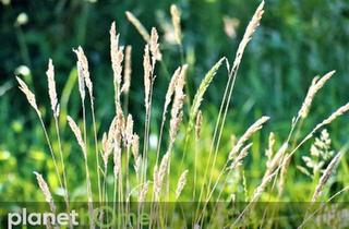 Gewerbeimmobilie kaufen in 4722 Griesbach, Naturbelassenes Grünland mit Ausblick