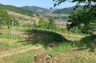 Grundstück zu kaufen in 3610 Weißenkirchen in der Wachau, WEINGARTEN IN AUSSICHTSLAGE - WEINGARTEN, LANDWIRTSCHAFTLICHE FLÄCHEN - KEIN BAUGRUNDSTÜCK!